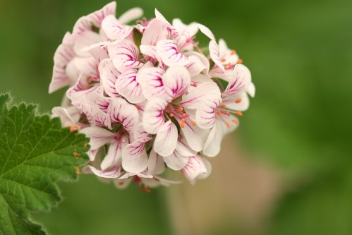 P. australe - Vilda Pelargoner .