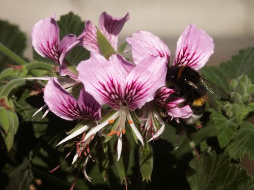 P. cordifolium - Vilda Pelargoner .