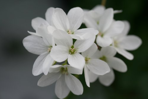 P. cotyledonis - Vilda Pelargoner .