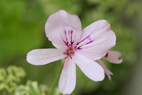 P. crispum variegatum - Vilda Pelargoner .