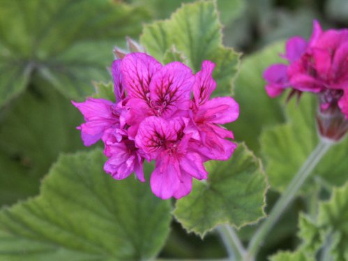P. cucullatum flore plenum  - Vilda Pelargoner .