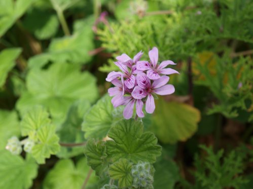 P. drummondii - Vilda Pelargoner .