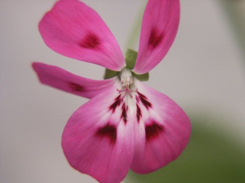 P. echinatum Mrs Stapelton - Vilda Pelargoner .