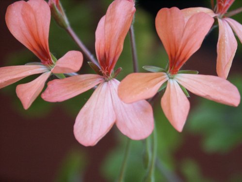 P. frutetorum - Vilda Pelargoner .