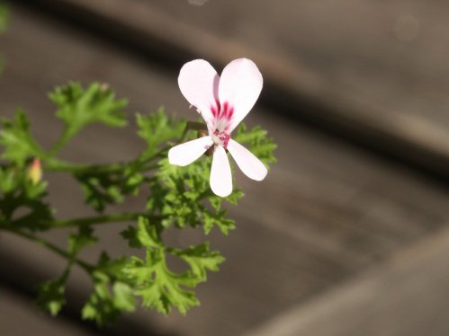 P. fruticosum - Vilda Pelargoner .