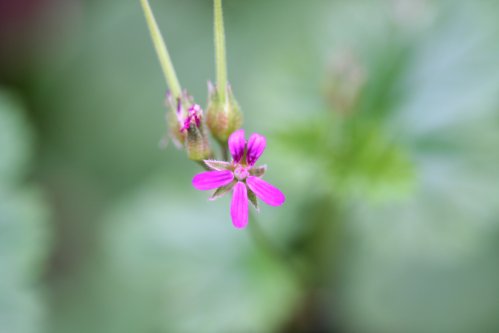P. grossularoide - Vilda Pelargoner .