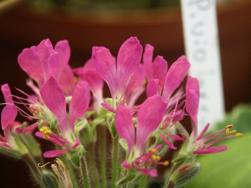 P. incrassatum - Vilda Pelargoner .