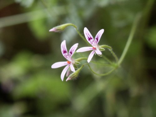 P. iocastum - Vilda Pelargoner .