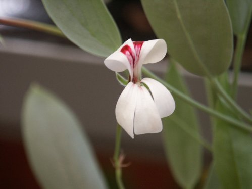 P. lanceolatum - Vilda Pelargoner .
