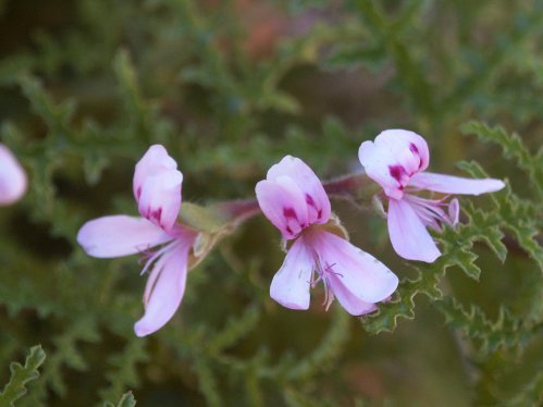 P. myrbifol var condom - Vilda Pelargoner .