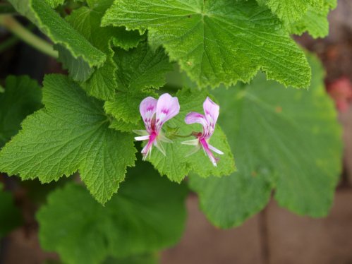 P. papilionaceum - Vilda Pelargoner .