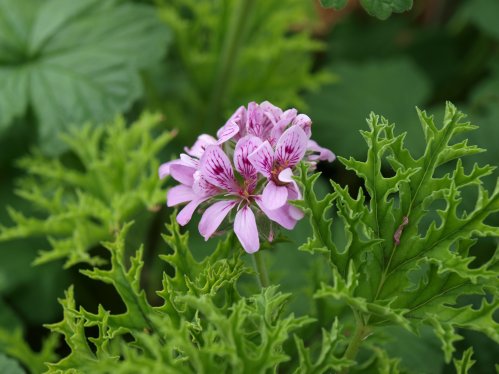 P. pseudoglutinosum - Vilda Pelargoner .