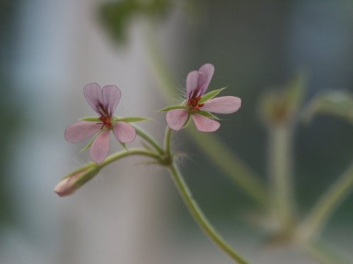 P. quinquelobatum - Vilda Pelargoner .