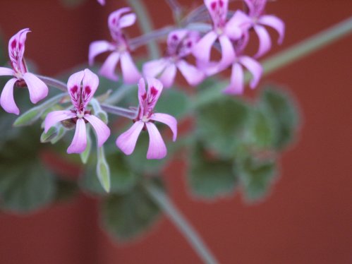 P. reniforme - Vilda Pelargoner .