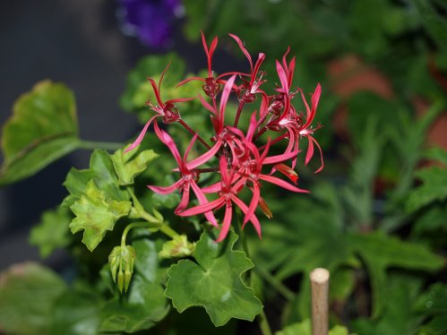 P. stenopetalum - Vilda Pelargoner .