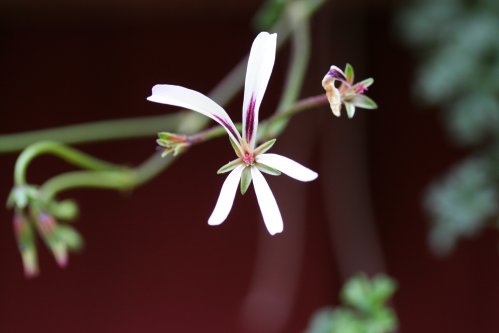 P. trifidum - Vilda Pelargoner .