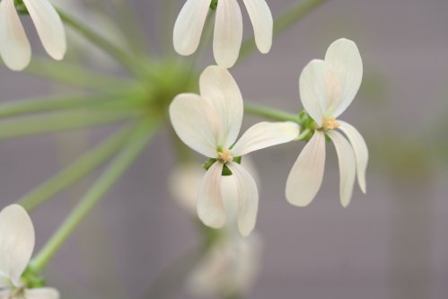 P. triste - Vilda Pelargoner .
