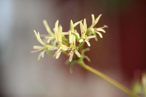 P. vinaceum - Vilda Pelargoner .
