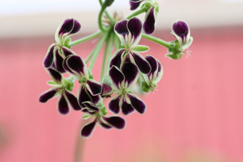 P. x Glauciifolium - Hybrider.
