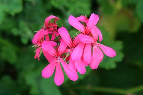 P. x Kewensis - Hybrider.