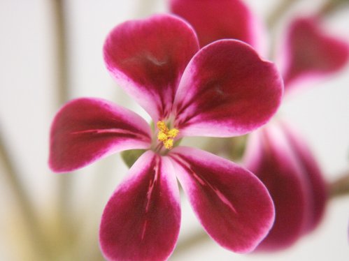 P. x Laurenceanum - Hybrider.