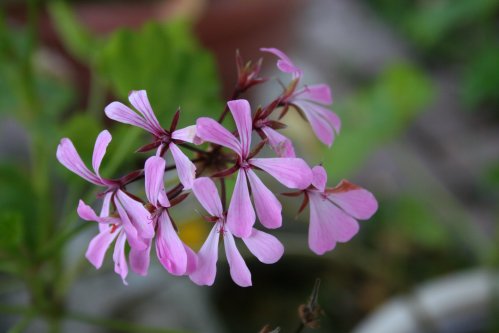 P. zonale - Vilda Pelargoner .