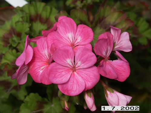 Pac Antik Pink - Zonalpelargoner.