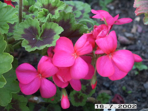 Pac Antik Violett - Zonalpelargoner.