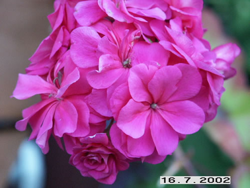 Pac Dresdner Nealit - H�ngpelargoner.