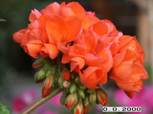 Pac Perlenkette Orange - Zonalpelargoner.