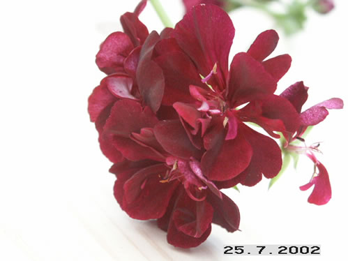 Pac Tomcat - H�ngpelargoner.