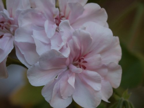 PAC Blanche Roche - H�ngpelargoner.