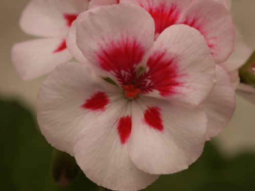 Pac Coconut Ice - Zonalpelargoner.