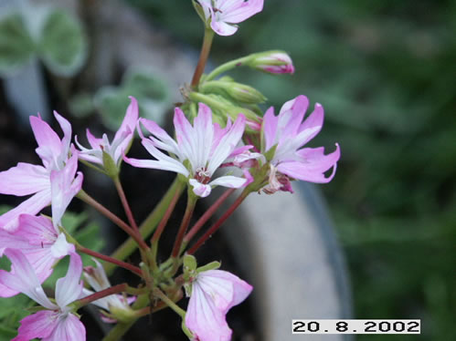 Fireworks Light Pink - Stj�rnpelargoner.