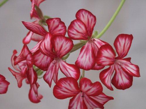 Pac Happy Face Mex - H�ngpelargoner.