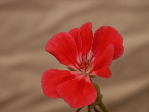 Pac Harmony - Mini- och Dv�rgpelargoner.