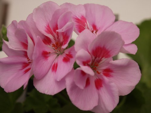 Pac Icecrystal - Zonalpelargoner.
