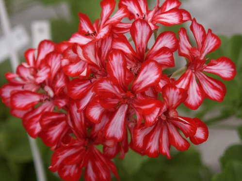 Pac Mexica Granatit - H�ngpelargoner.
