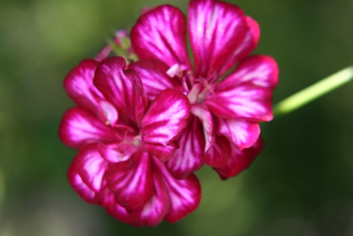Pac Mexican Tomcat - H�ngpelargoner.