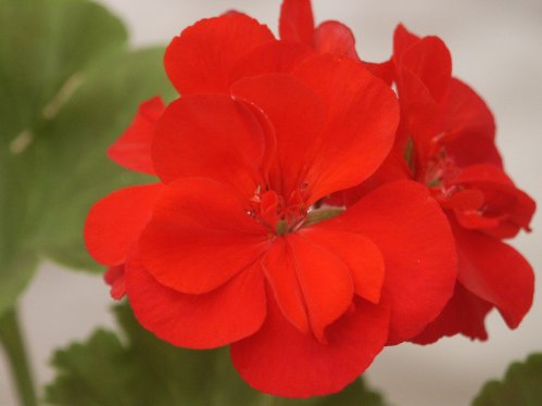 Pac Robe - Zonalpelargoner.