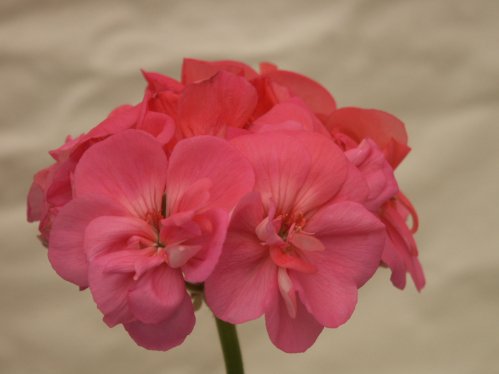 Pac Sassa - Zonalpelargoner.