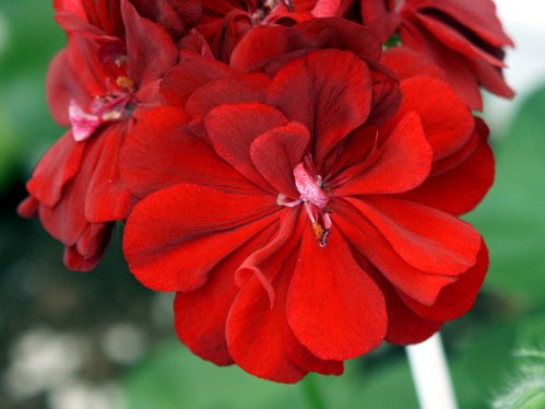 Pac Tomgirl - H�ngpelargoner.