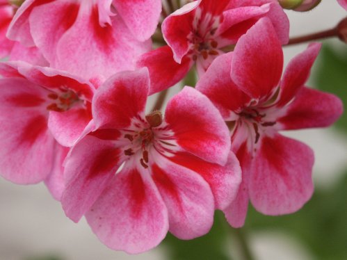 Pac Unity - Mini- och Dv�rgpelargoner.