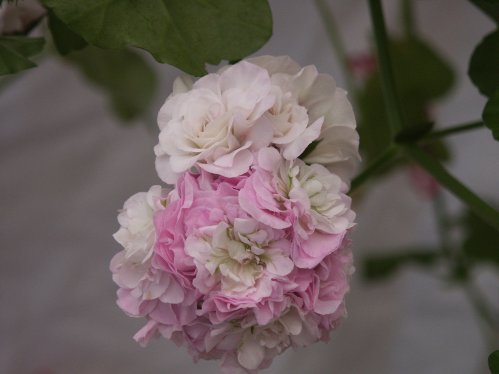 Pac Viva Carolina - H�ngpelargoner.