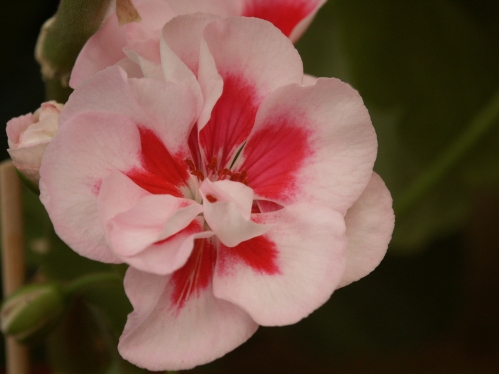 Pac Viva Maria - Zonalpelargoner.