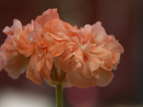 Page Boy - Brokbladiga pelargoner .