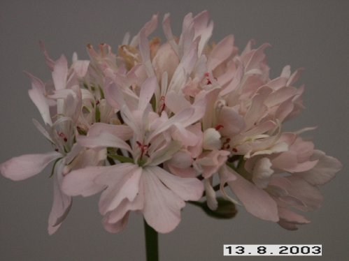 Pagoda - Stj�rnpelargoner.