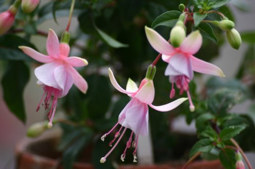 Paloma - H�ngande Fuchsia.