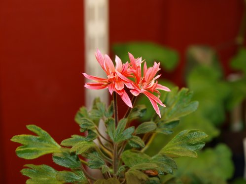 Palymate - Tulpan- och Fingerpelargoner .