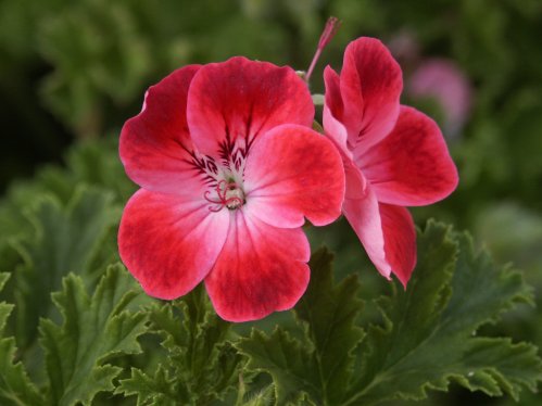 Patons Unique - Unikpelargoner.